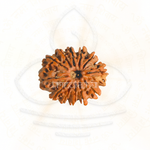 Load image into Gallery viewer, Natural 12 Mukhi Rudraksha bead with detailed ridges, used for Shiva meditation and astrology mala.