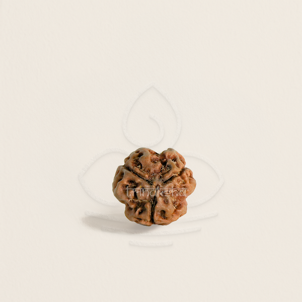 3 mukhi rudrakesha bead with natural texture for meditation and astrology mala, linked to shiva