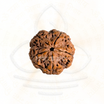 Load image into Gallery viewer, Close-up of 5 Mukhi Rudrakesha bead with detailed natural texture for Shiva meditation mala use.