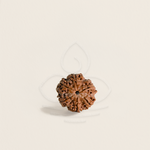Load image into Gallery viewer, Close-up of 6 Mukhi Rudrakesha bead, detailed texture, used for Shiva meditation and astrology mala.