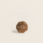 Load image into Gallery viewer, Medium-sized brown 7 Mukhi Rudraksha bead with natural textured surface used for meditation and astrology.