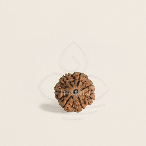Medium sized brown 7 mukhi rudraksha bead with natural textured surface used for meditation and astrology