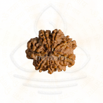 Load image into Gallery viewer, Close-up of an 8 Mukhi Rudrakesha bead showcasing detailed Mukhi grooves, used in Shiva meditation mala and astrology.