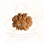 Load image into Gallery viewer, Close-up of an 8 Mukhi Rudraksha bead in brown, used in Shiva meditation and astrology mala practices.