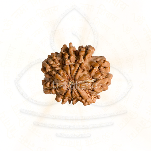 Close up of an 8 mukhi rudraksha bead in brown, used in shiva meditation and astrology mala practices