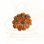 Load image into Gallery viewer, 9 Mukhi Rudraksha bead from Nepal showing natural grooves, used for Shiva meditation and astrology mala.