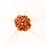 Load image into Gallery viewer, Close-up of a 4 Mukhi Rudrakesha bead with detailed natural grooves, used for Shiva meditation and astrology mala.
