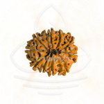Load image into Gallery viewer, Natural 11 Mukhi Rudraksha bead with detailed surface texture, used for Shiva meditation and astrology mala.
