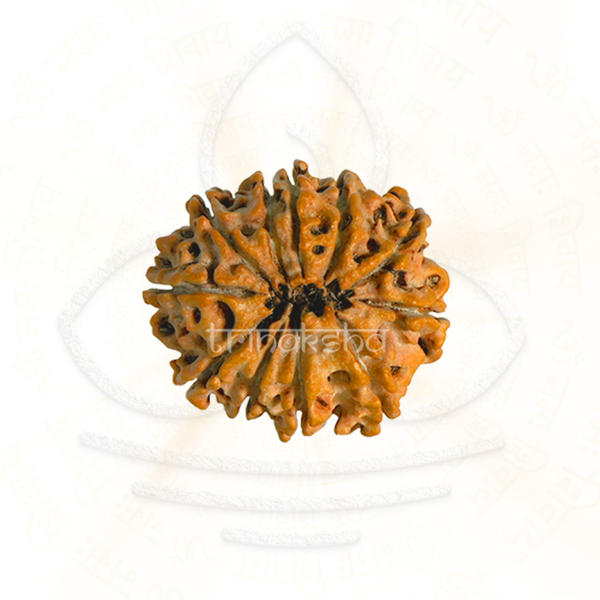 Natural 11 mukhi rudraksha bead with detailed surface texture, used for shiva meditation and astrology mala