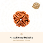 Load image into Gallery viewer, Close-up of a 4 Mukhi Rudraksha bead from Nepal, ideal for Shiva meditation and astrology mala.
