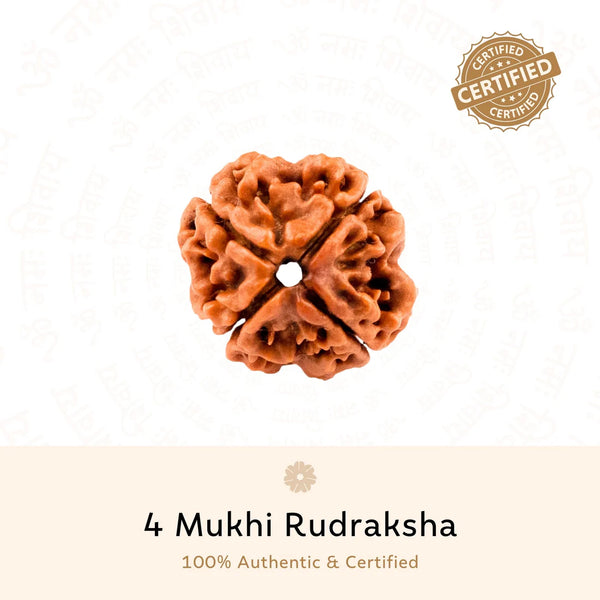 Close up of a 4 mukhi rudraksha bead from nepal, ideal for shiva meditation and astrology mala