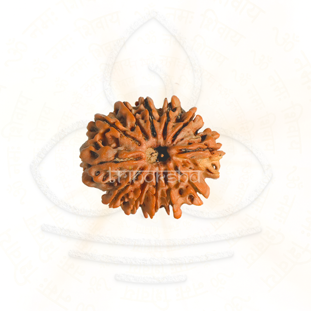 Natural 12 Mukhi Rudraksha bead with detailed ridges, used for Shiva meditation and astrology mala.