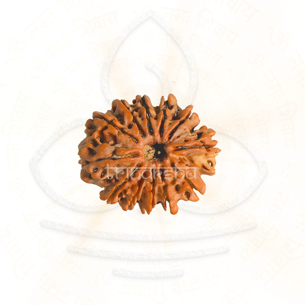 Natural 12 mukhi rudraksha bead with detailed ridges, used for shiva meditation and astrology mala