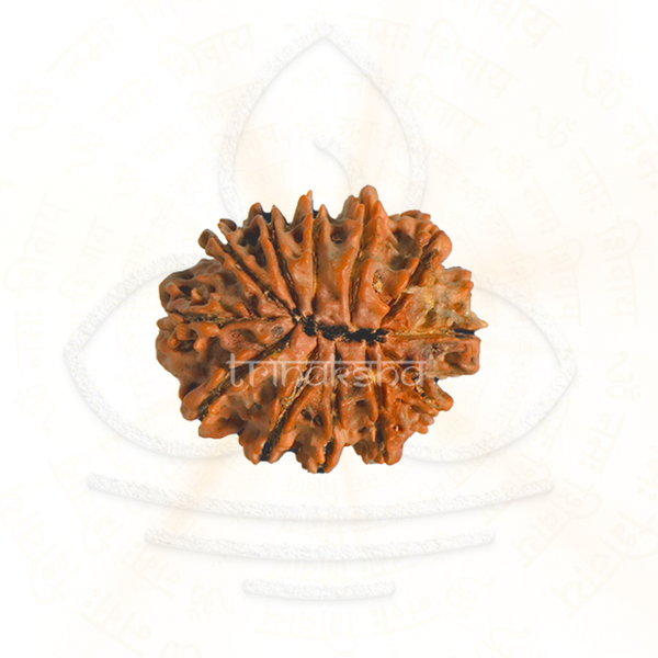Natural 12 mukhi rudrakesha bead with textured surface for meditation and astrology mala use