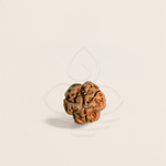 Load image into Gallery viewer, Three Mukhi Rudrakesha bead with textured surface, used for meditation and astrology mala, linked to Shiva.

