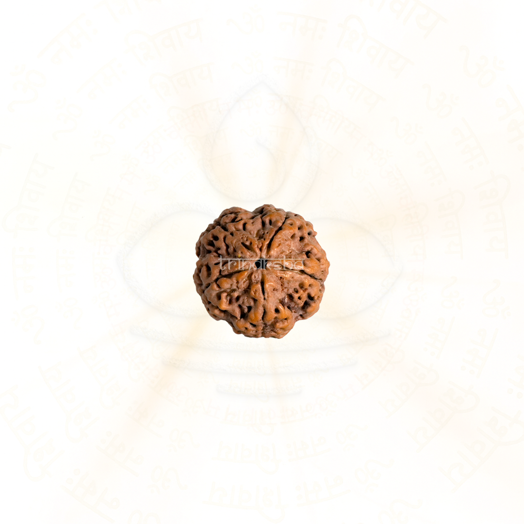 Close-up of a five Mukhi Rudrakesha bead with detailed natural grooves, used for Shiva meditation and astrology mala.