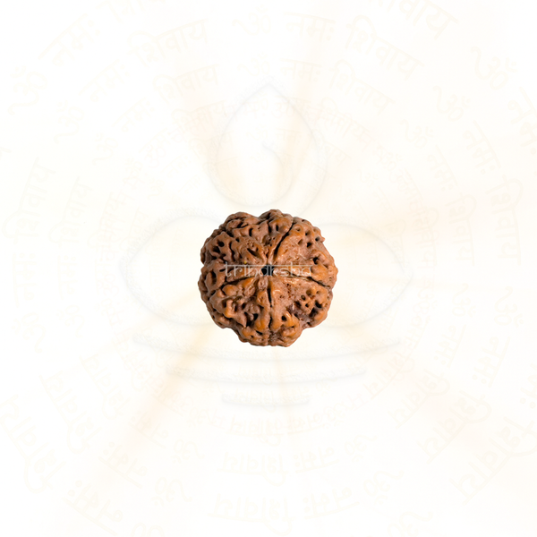 Close up of a five mukhi rudrakesha bead with detailed natural grooves, used for shiva meditation and astrology mala