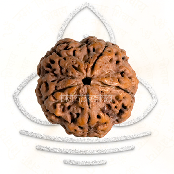 Brown textured five mukhi rudraksha bead with natural grooves and a rough surface