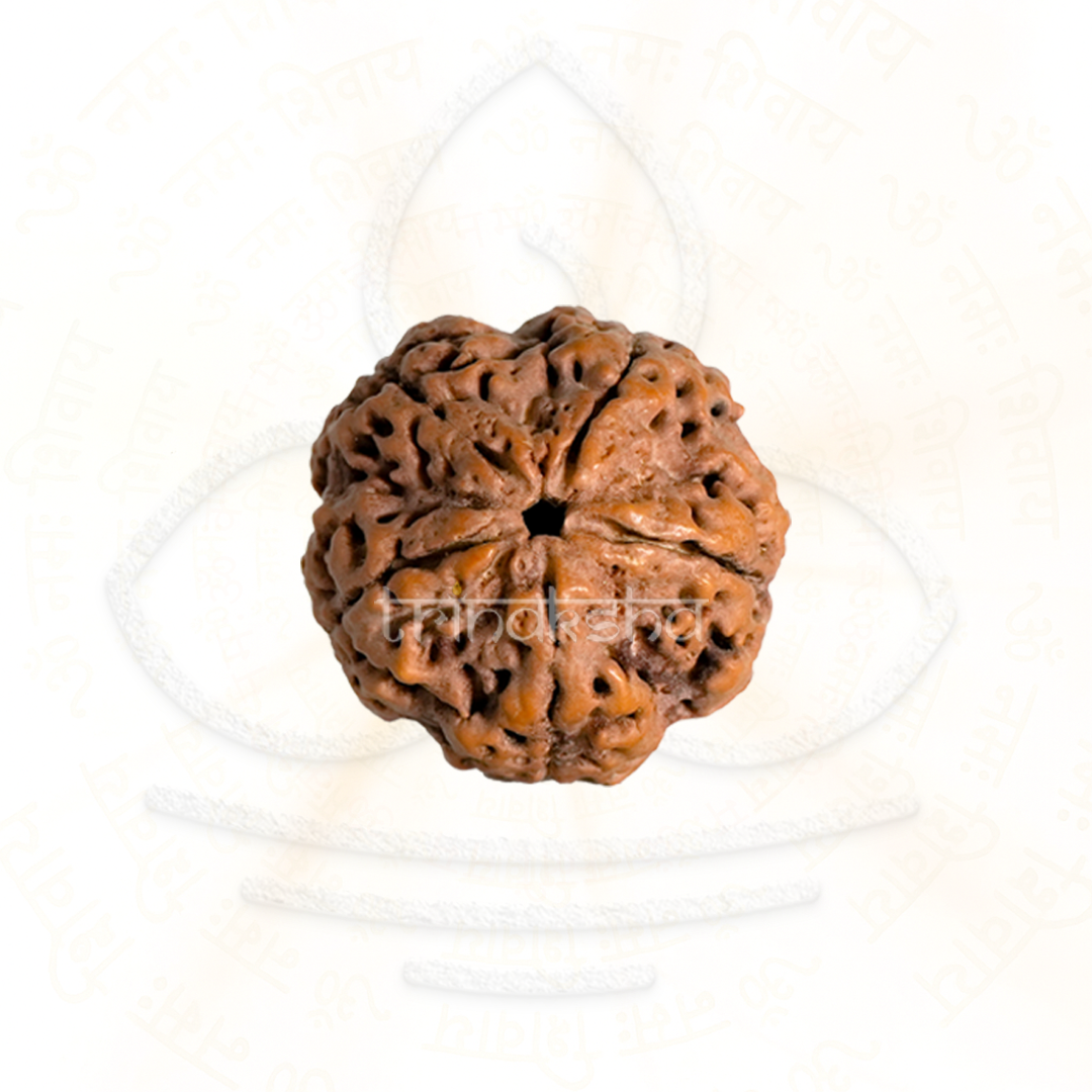 Close-up of 5 Mukhi Rudrakesha bead with detailed natural texture for Shiva meditation mala use.