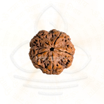 Load image into Gallery viewer, Close-up of 5 Mukhi Rudrakesha bead with detailed natural texture for Shiva meditation mala use.
