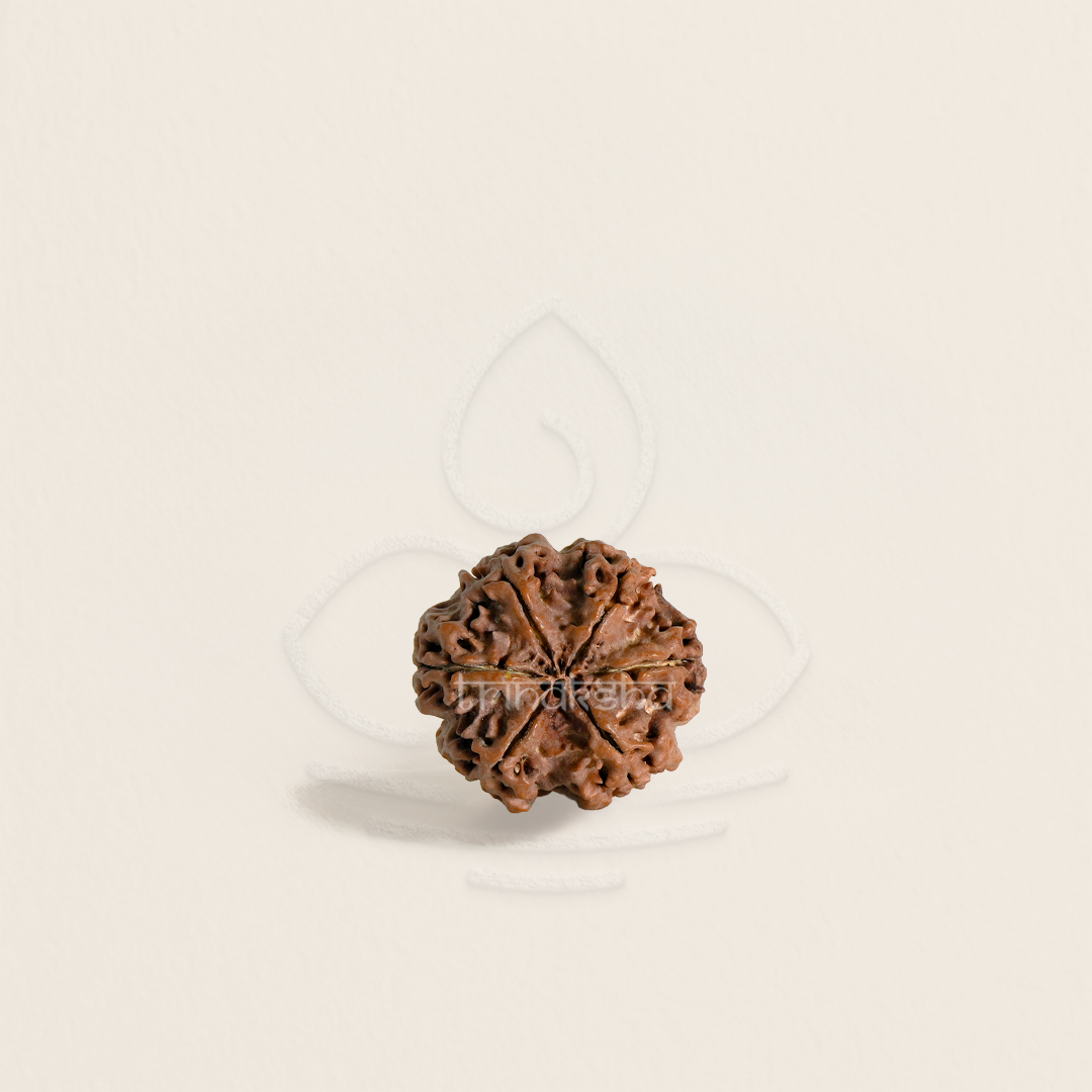 Six Mukhi Rudrakesha bead with detailed natural grooves, used in Shiva meditation and astrology malas.