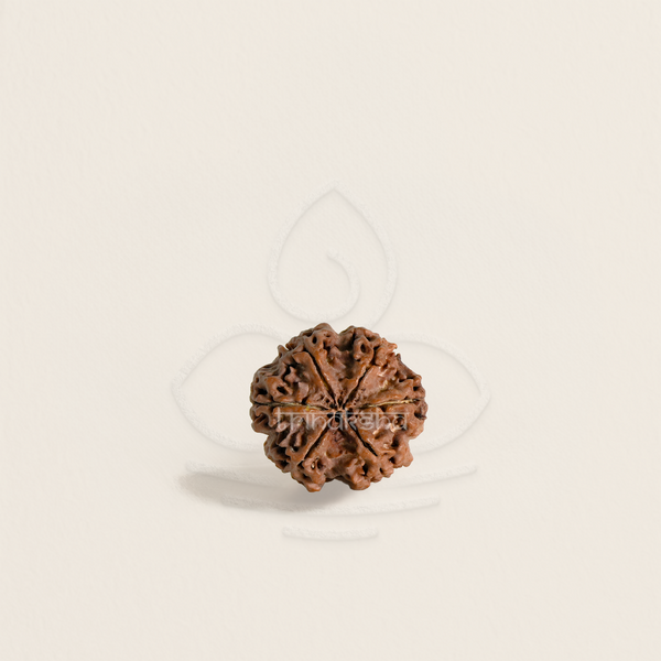 Six mukhi rudrakesha bead with detailed natural grooves, used in shiva meditation and astrology malas