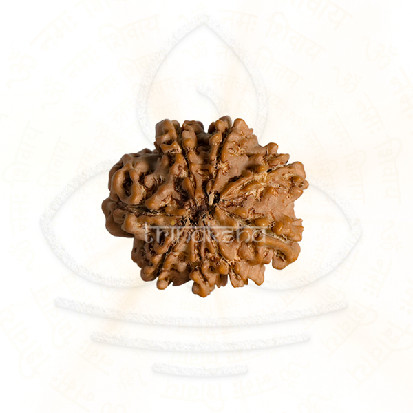 Close up of an 8 mukhi rudrakesha bead showcasing detailed mukhi grooves, used in shiva meditation mala and astrology