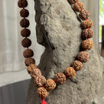 Load image into Gallery viewer, Brown 6 Mukhi Rudraksha beads mala with natural textured surface and red tassel hanging on gray stone display.
